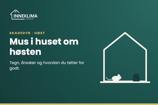 Illustrasjon av en mus ved et musehull nede ved grunnmuren på et hus om høsten