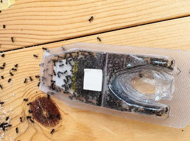 Advion Ant - Outcast Mauråtestasjon -