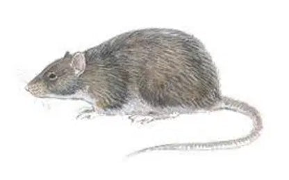 GnagerStopp `Mousestop` PROFF