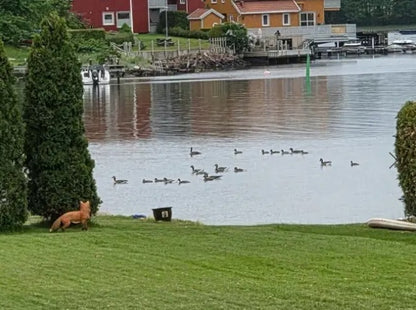 Skremmerev mot gås og gjess – realistisk figur